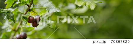 Black berries on a green background. Black currant on the bush. Black currant with copy space for text. Berries close up. 70867329