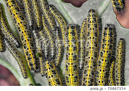 Lot of caterpillars on cabbage Lot of caterpillars on cabbage 70867354