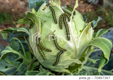 Lot of caterpillars on cabbage 70867367