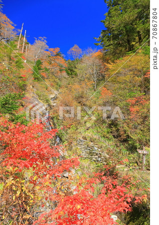晴天下のUFOラインの紅葉(伊予富士登山口) 晴天下のUFOラインの紅葉(伊予富士登山口) 70867804