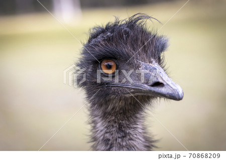 Close up portrait of the head of an Australian Emu in regional Australia 70868209