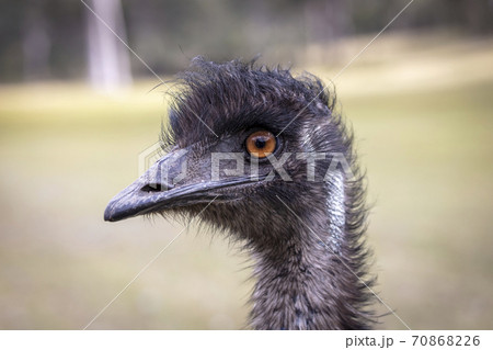Close up portrait of the head of an Australian Emu in regional Australia 70868226