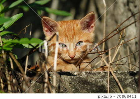 //t.pimg.jp/070/868/411/1/70868411.jpg?utm_source=chatgpt.com