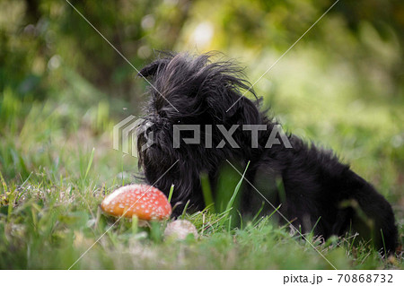 Black shaggy creature and fly agaric 70868732