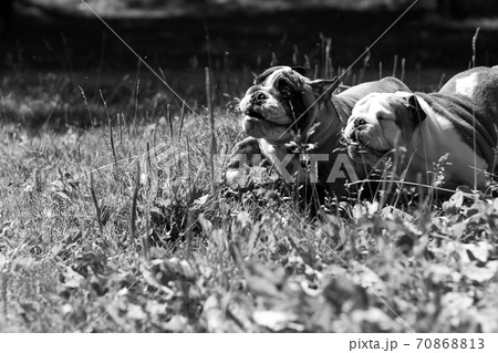 Two puppy breed English bulldog Two puppy breed English bulldog 70868813