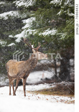 Red deer stag watching in forest in wintertime nature. 70868832