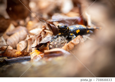 Little fire salamander standing on leafs in autumn. 70868833