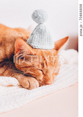 Cute ginger cat in xmas hat Cute ginger cat in xmas hat 70868898