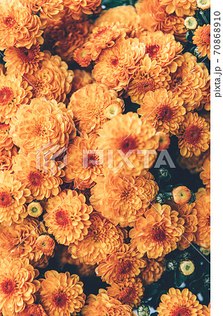 Orange chrysanthemum flowers Orange chrysanthemum flowers 70868910