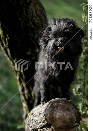 Affenpincher breed dog stands on a tree stump Affenpincher breed dog stands on a tree stump 70868920