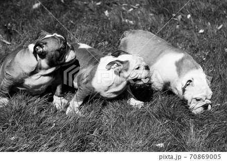 Three puppy breed English bulldog Three puppy breed English bulldog 70869005