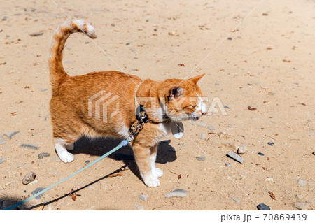 備中松山城  猫城主さんじゅーろー 70869439