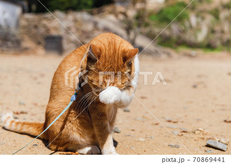 備中松山城  猫城主さんじゅーろー 70869441