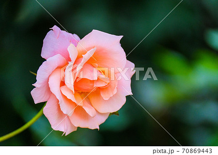 サーモンピンクのバラの写真素材