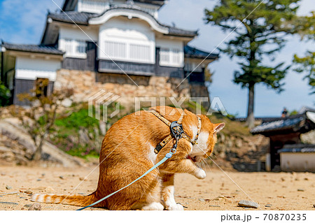 備中松山城  猫城主さんじゅーろー と天守閣 70870235