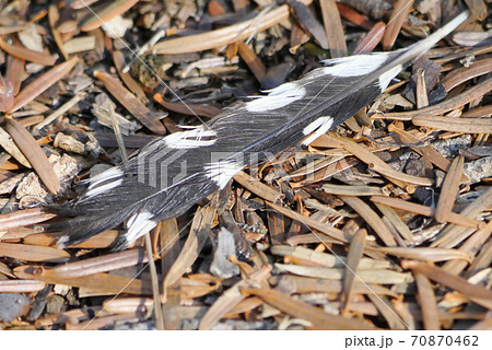 秋の落ち羽根 70870462