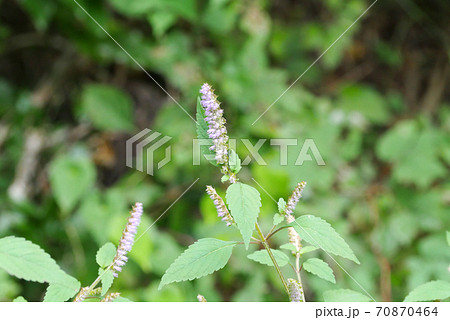 ナギナタコウジュ ナギナタコウジュ 70870464