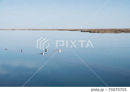 Birds in the clean lake, natural scenery. 70870705