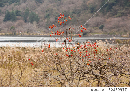湖畔に生える柿の木	 70870957