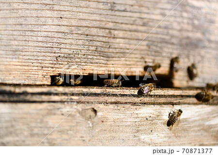 ミツバチと巣箱 70871377