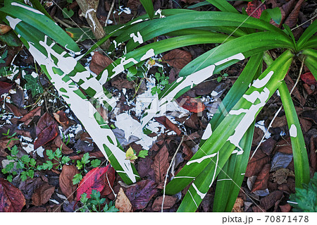細長い草の葉に付いた鳥のフンかペンキかよくわからない白いものの写真素材