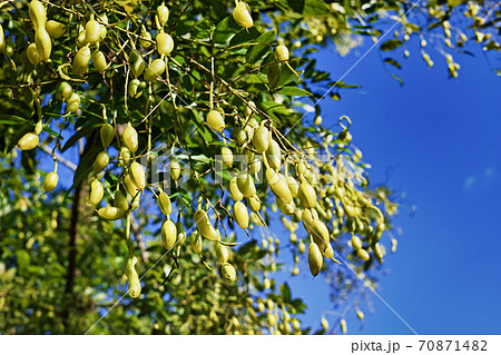 エンジュの木に生った豆のような実 70871482