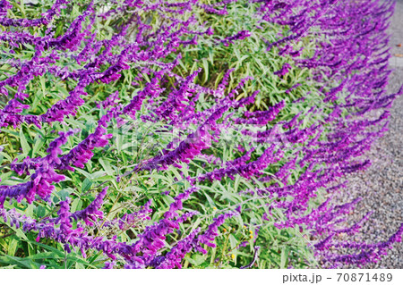 紫色の花を咲かせたアメジストセージ 70871489