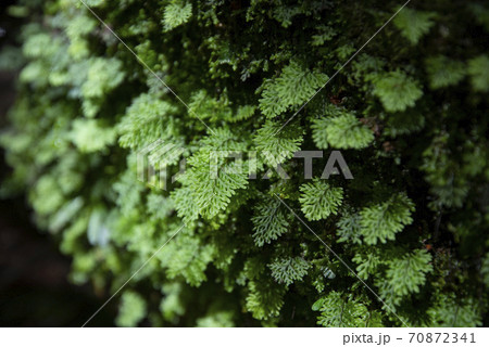 green fern detail nature in the rain forest with moss on the rock - close up plant green fern detail nature in the rain forest with moss on the rock - close up plant 70872341