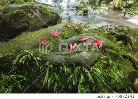 beautiful forest waterfall The jungle green tree and plant detail nature in the rain forest with moss fern and maple leaf on the rock and trees water streams waterfalls flowing from the mountains 70872342