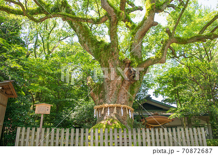 名古屋市 熱田神宮 大楠 名古屋市 熱田神宮 大楠 70872687