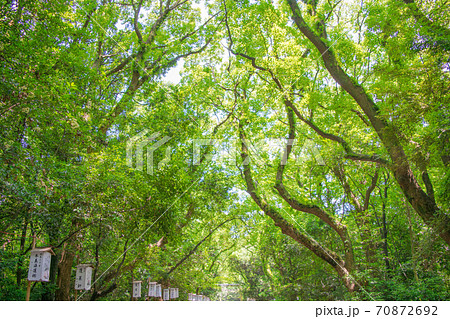 名古屋市　熱田神宮　東参道 70872692