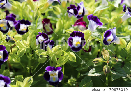 秋の花壇に咲くトレニアの紺色の花の写真素材 秋の花壇に咲くトレニアの紺色の花の写真素材