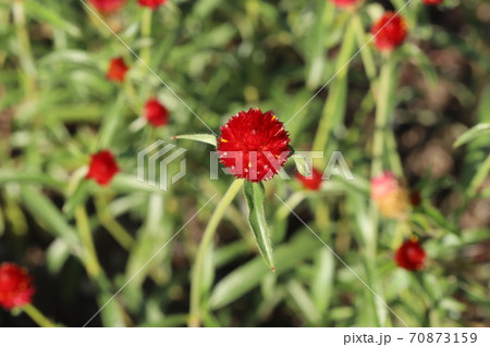 秋の花壇に咲くセンニチコウの赤い花の写真素材