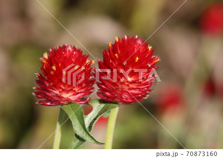 秋の花壇に咲くセンニチコウの赤い花 70873160