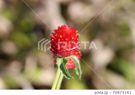 秋の花壇に咲くセンニチコウの赤い花の写真素材