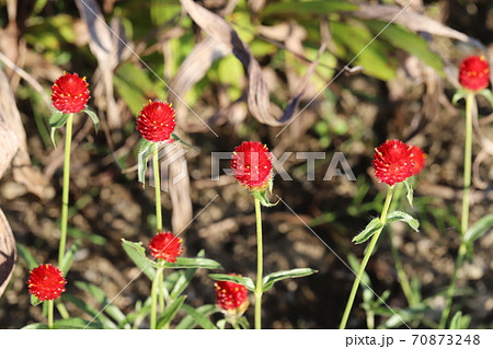 秋の花壇に咲くセンニチコウの赤い花 70873248
