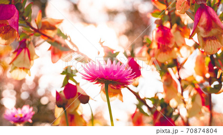 カラフルなお花ーオーストラリアのワイルドフラワーエバーラスティング ヘリクリサム ムギワラギクの写真素材