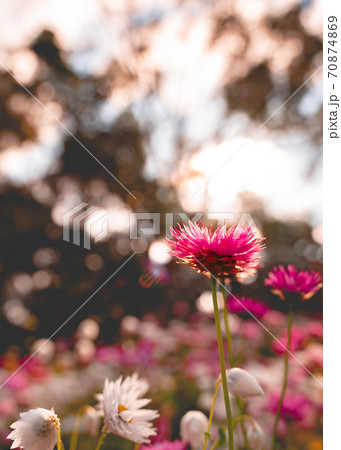 カラフルなお花ーオーストラリアのワイルドフラワーエバーラスティング ヘリクリサム ムギワラギクの写真素材