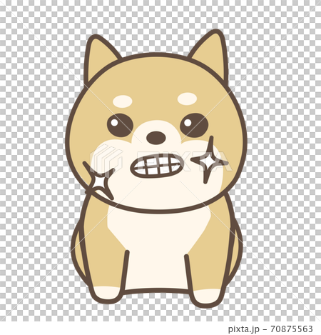 歯を磨いた柴犬 歯を磨いた柴犬 70875563