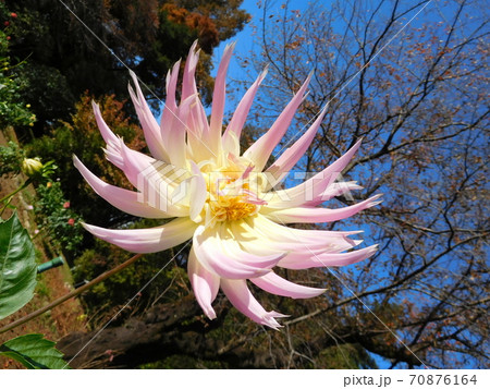 神代植物公園のダリア 千秋くじゃく 神代植物公園のダリア 千秋くじゃく 70876164