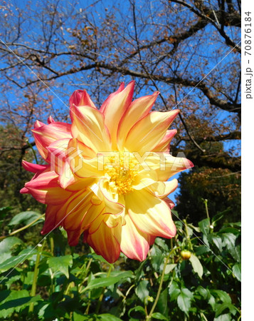 神代植物公園のダリア パレード 神代植物公園のダリア パレード 70876184