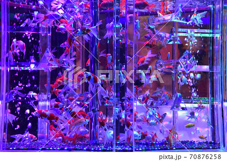 展示された金魚たち1 70876258