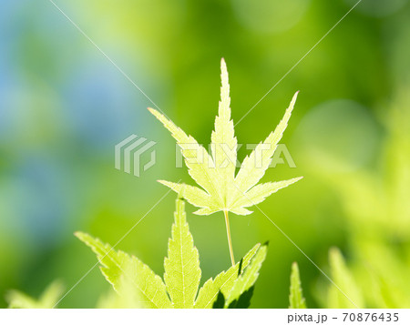 新緑のカエデの葉 新緑のカエデの葉 70876435