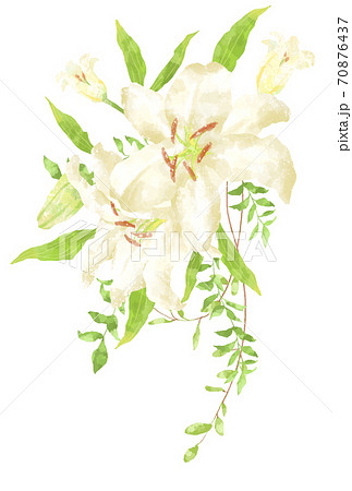 優しいタッチのカサブランカのイラスト 70876437