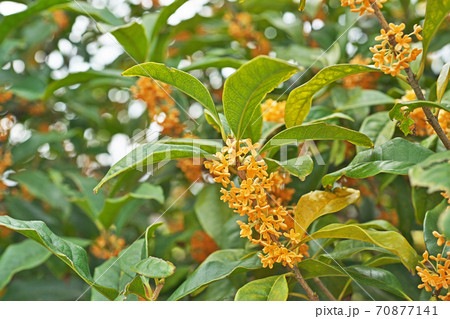 オレンジ色のキンモクセイの花 オレンジ色のキンモクセイの花 70877141
