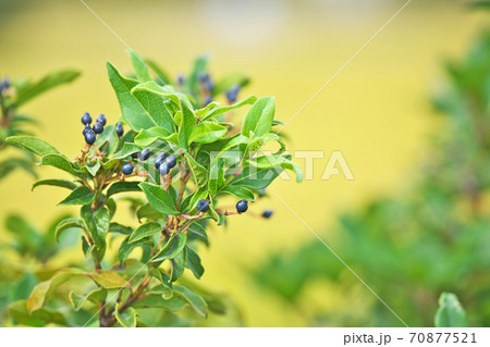 紺色のトキワガマズミの実 紺色のトキワガマズミの実 70877521