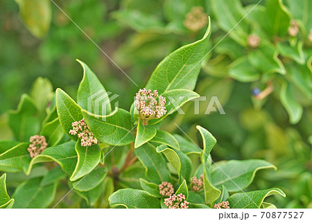 紺色のトキワガマズミの実 70877527