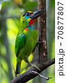 Beautiful Red-throated Barbet bird with multicolored on head and neck perched on the branches in the backyard. 70877807