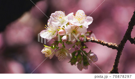 糸川桜まつり 糸川桜まつり 70878297