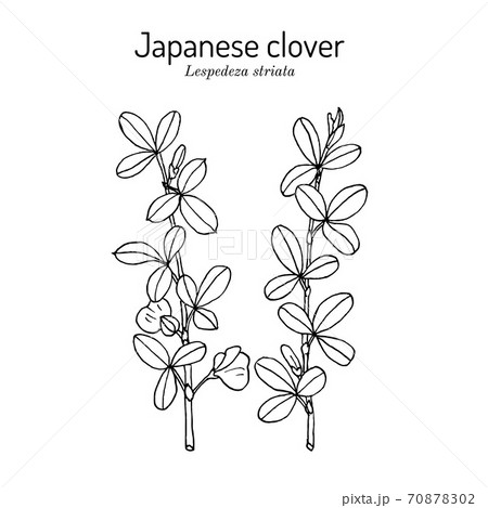 Japanese clover Lespedeza or Kummerowia striata , medicinal plant 70878302